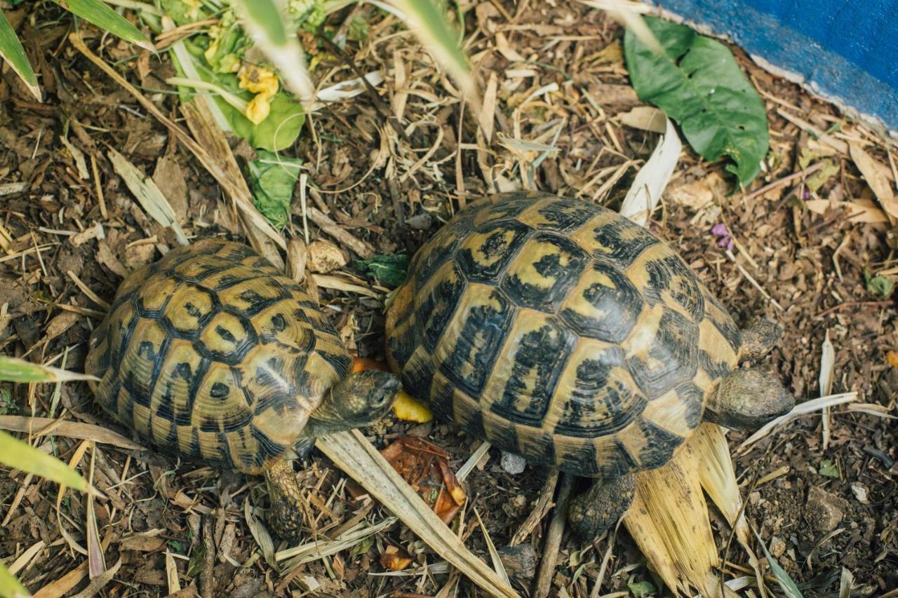 Villa Tropica Kaštela Esterno foto